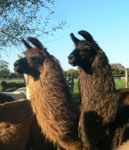 lamas 2015