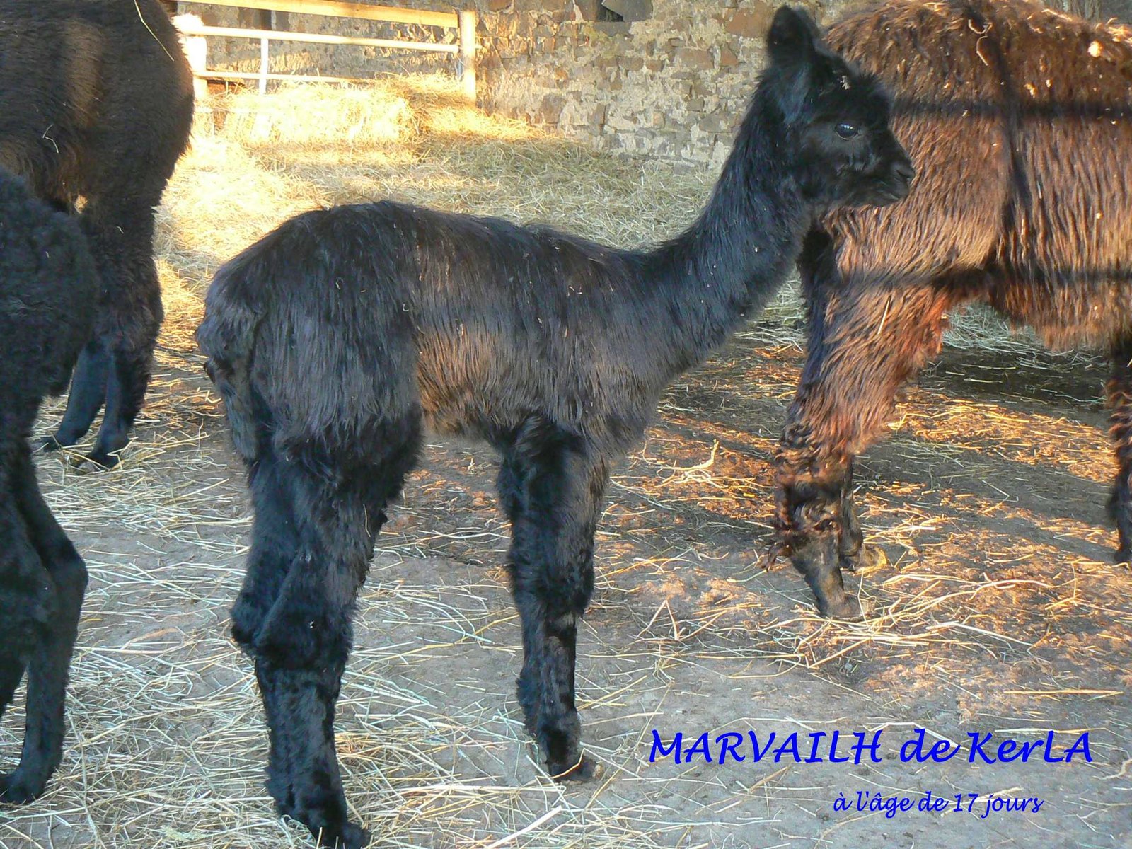 MARVAILH 17 jours