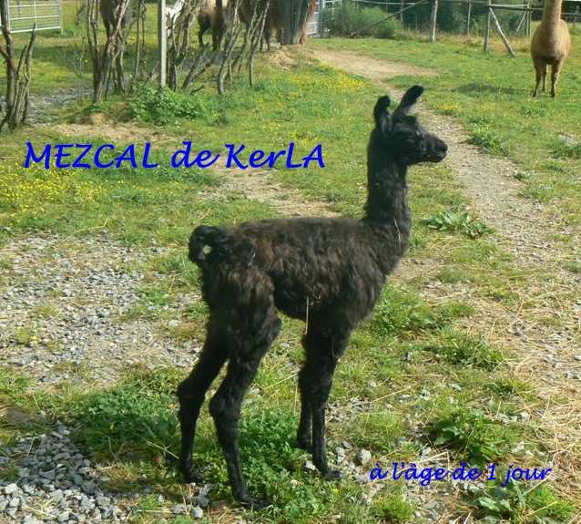 MEZCAL 1 jour