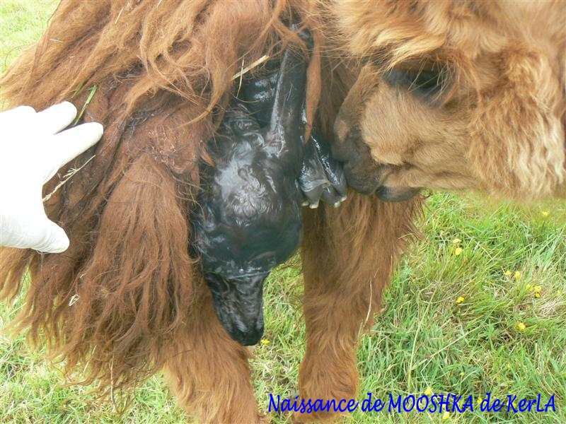 MOOSHKA naissance 2
