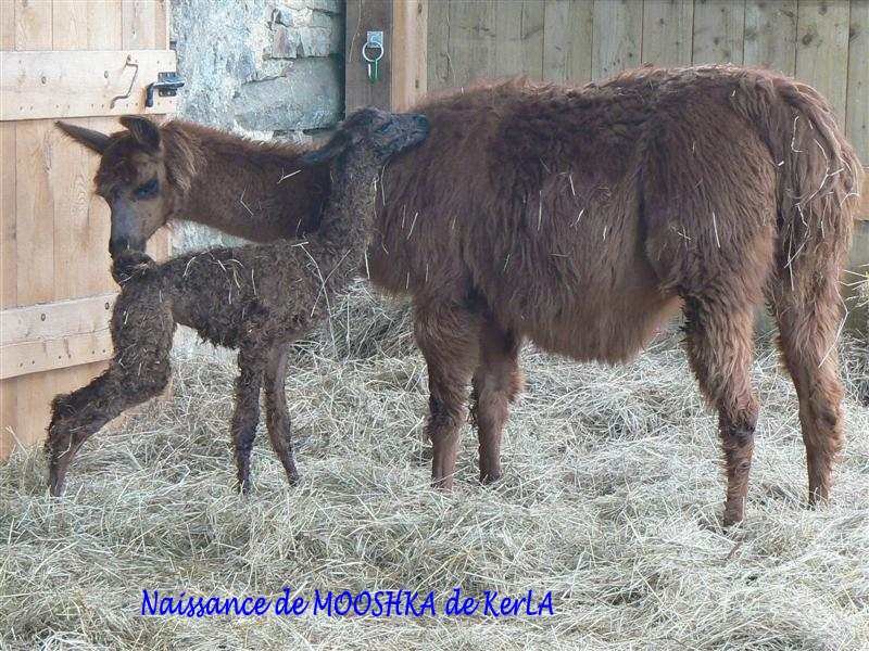 MOOSHKA naissance 7