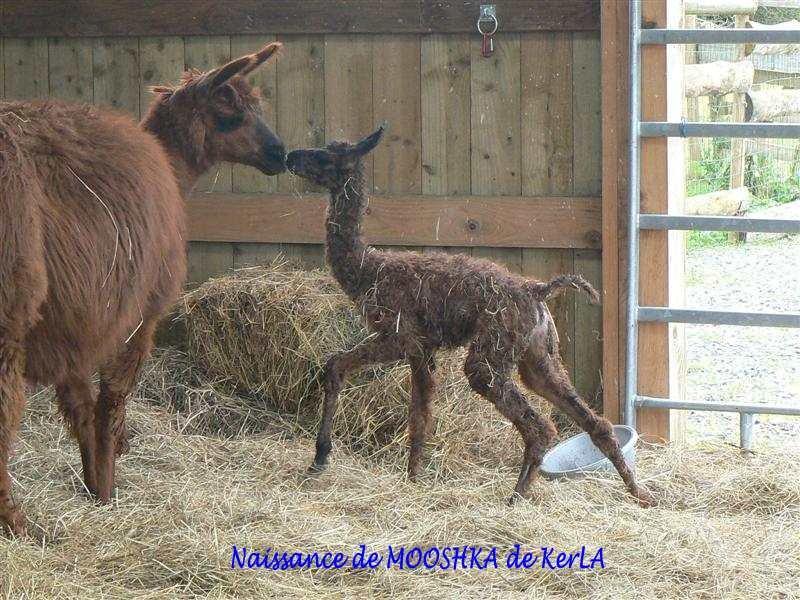 MOOSHKA naissance 8