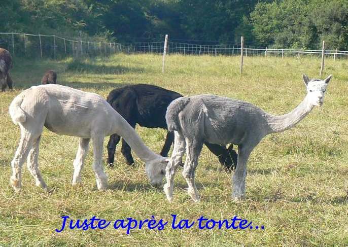 Tonte 2014 - 2