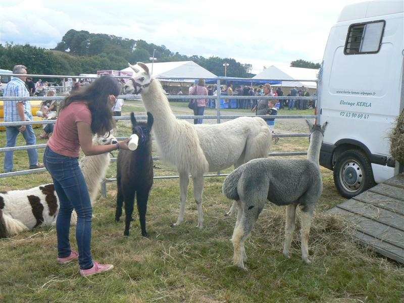 Foire 3