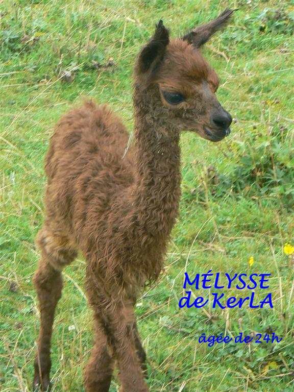 MELYSSE 1 -