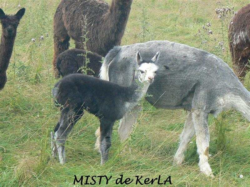 MISTY 3-