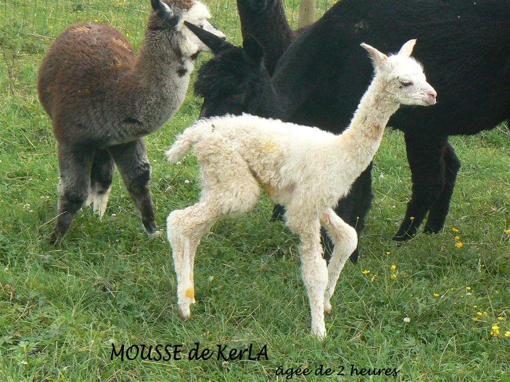 MOUSSE 2 -