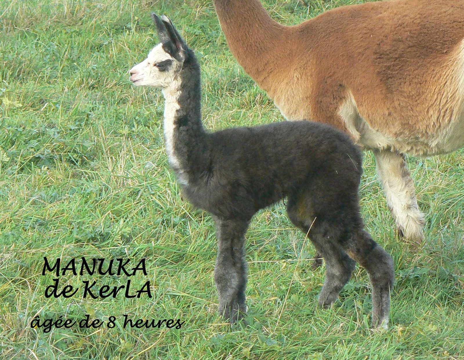 MANULA naissance 5