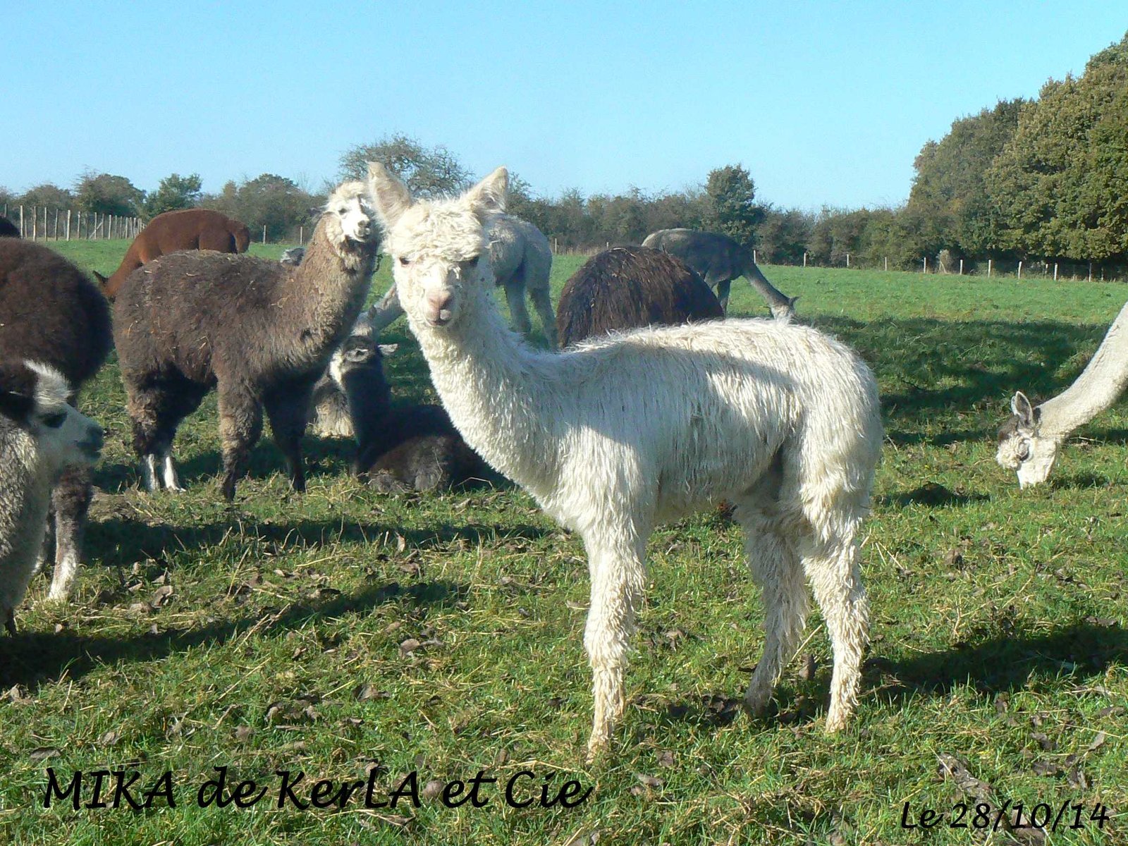 MIKA et Cie