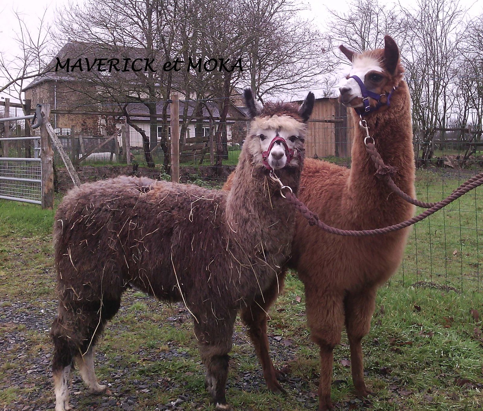 MAVERICK - MOKA education