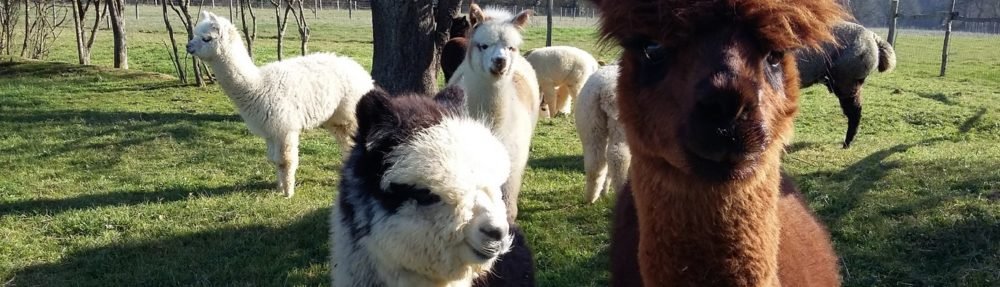 Les ALPAGAS de KerLA